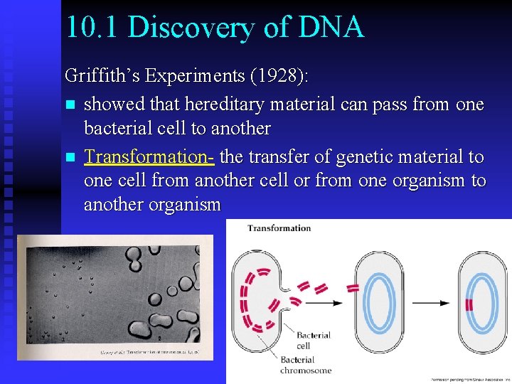 10. 1 Discovery of DNA Griffith’s Experiments (1928): n showed that hereditary material can