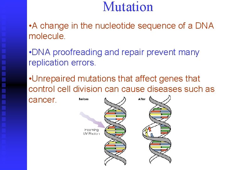 Mutation • A change in the nucleotide sequence of a DNA molecule. • DNA