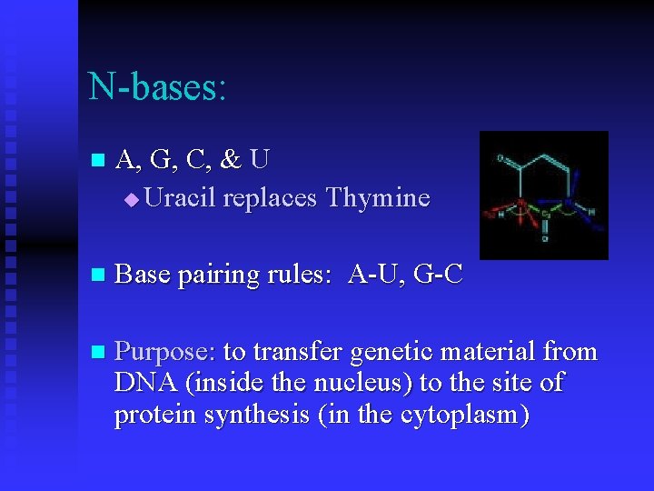 N-bases: n A, G, C, & U u Uracil replaces Thymine n Base pairing