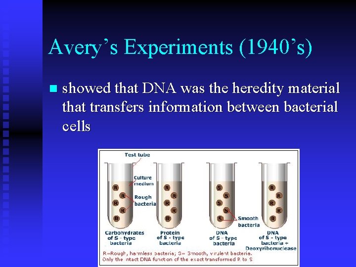Avery’s Experiments (1940’s) n showed that DNA was the heredity material that transfers information