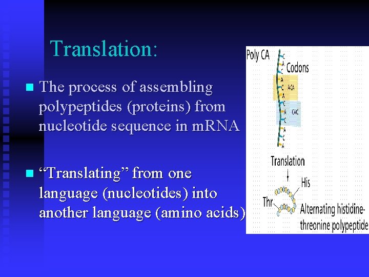 Translation: n The process of assembling polypeptides (proteins) from nucleotide sequence in m. RNA