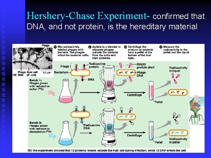 Hershery-Chase Experiment- confirmed that DNA, and not protein, is the hereditary material 