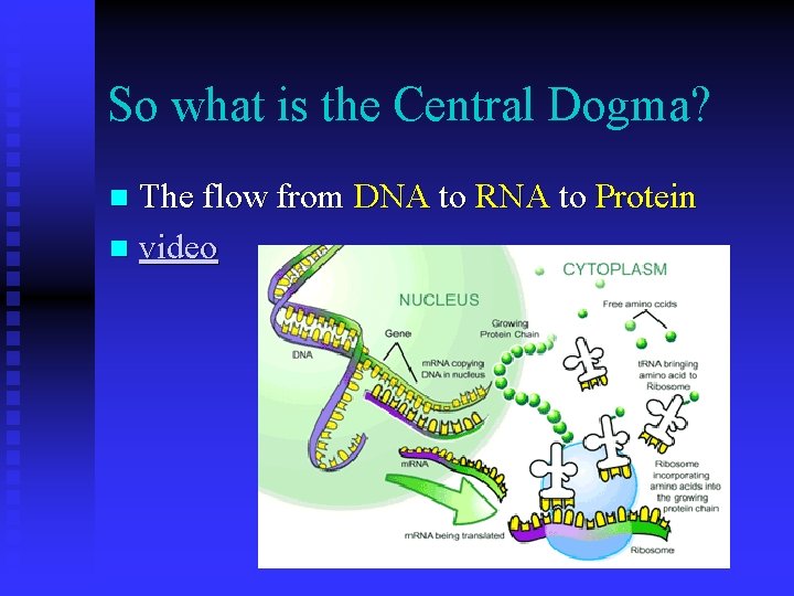 So what is the Central Dogma? The flow from DNA to RNA to Protein