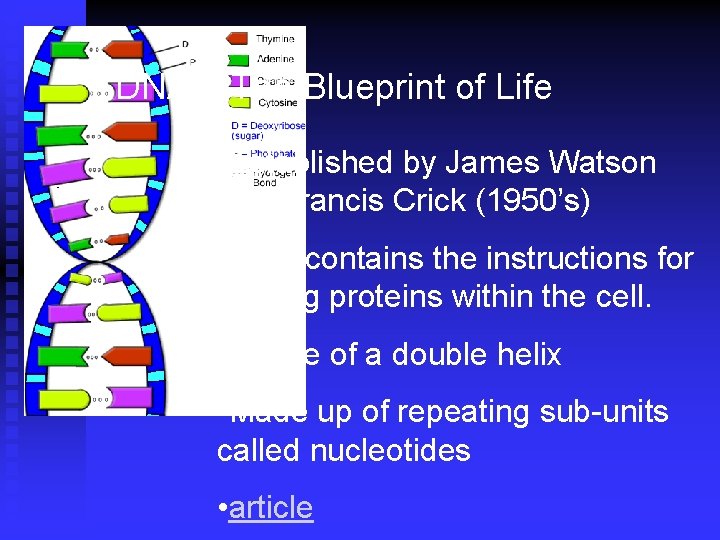 DNA – The Blueprint of Life • Established by James Watson and Francis Crick