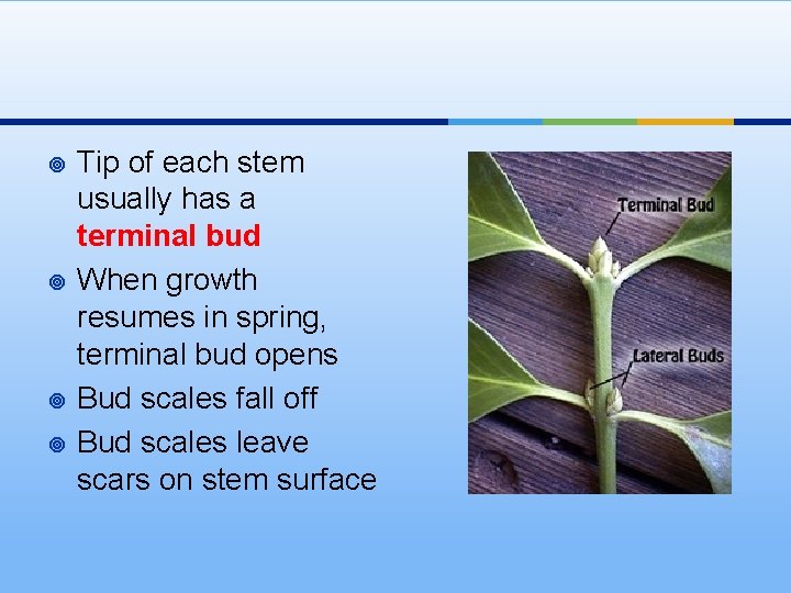 ¥ ¥ Tip of each stem usually has a terminal bud When growth resumes