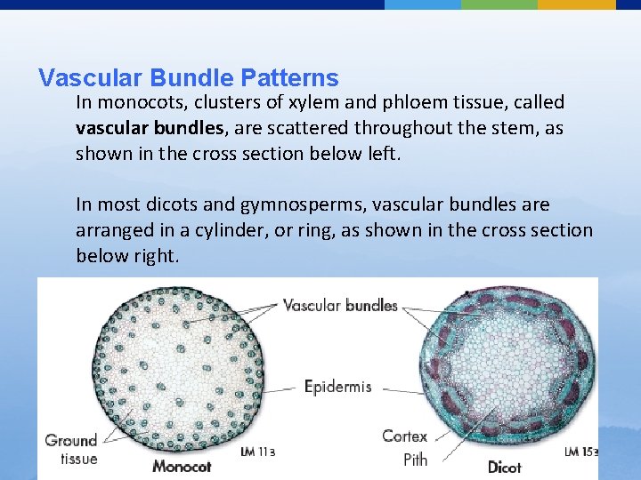 Vascular Bundle Patterns In monocots, clusters of xylem and phloem tissue, called vascular bundles,