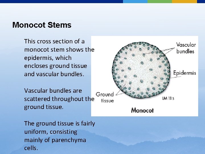Monocot Stems This cross section of a monocot stem shows the epidermis, which encloses