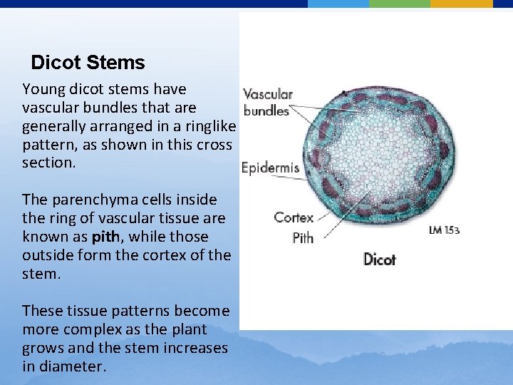 Dicot Stems Young dicot stems have vascular bundles that are generally arranged in a