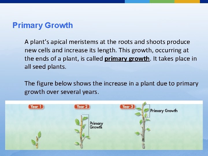 Primary Growth A plant’s apical meristems at the roots and shoots produce new cells