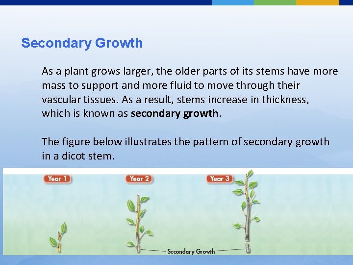 Secondary Growth As a plant grows larger, the older parts of its stems have