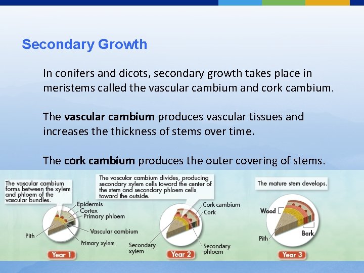 Secondary Growth In conifers and dicots, secondary growth takes place in meristems called the