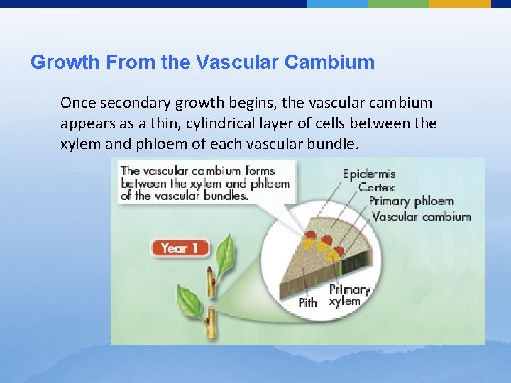 Growth From the Vascular Cambium Once secondary growth begins, the vascular cambium appears as