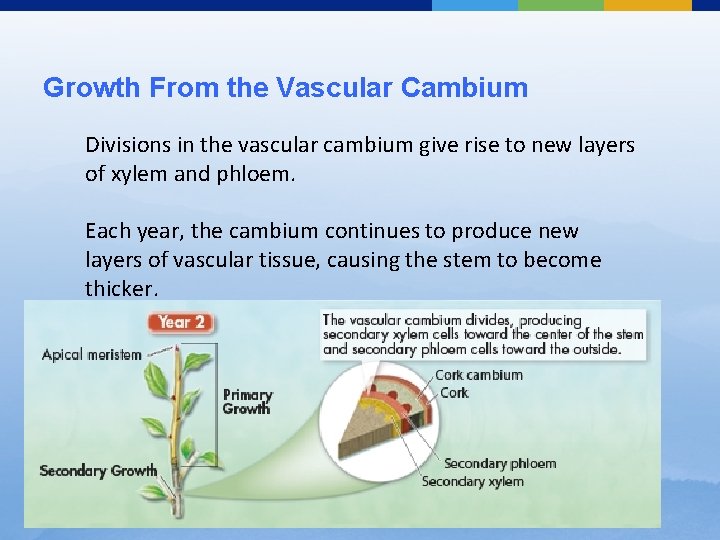 Growth From the Vascular Cambium Divisions in the vascular cambium give rise to new