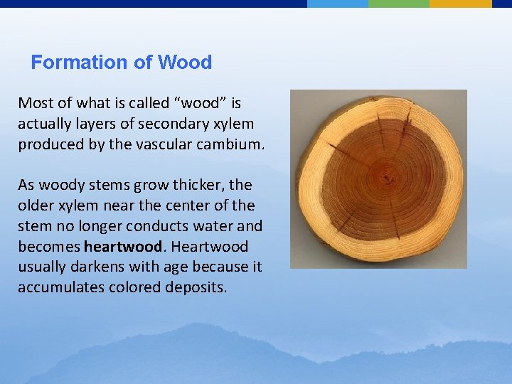 Formation of Wood Most of what is called “wood” is actually layers of secondary