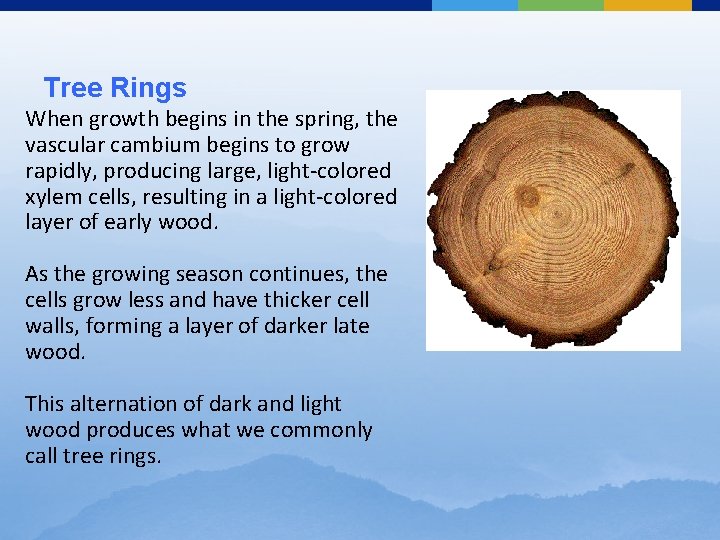 Tree Rings When growth begins in the spring, the vascular cambium begins to grow