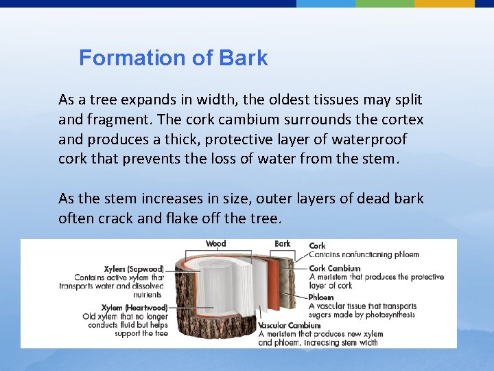 Formation of Bark As a tree expands in width, the oldest tissues may split