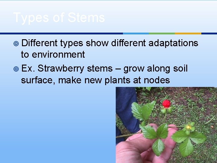 Types of Stems ¥ Different types show different adaptations to environment ¥ Ex. Strawberry