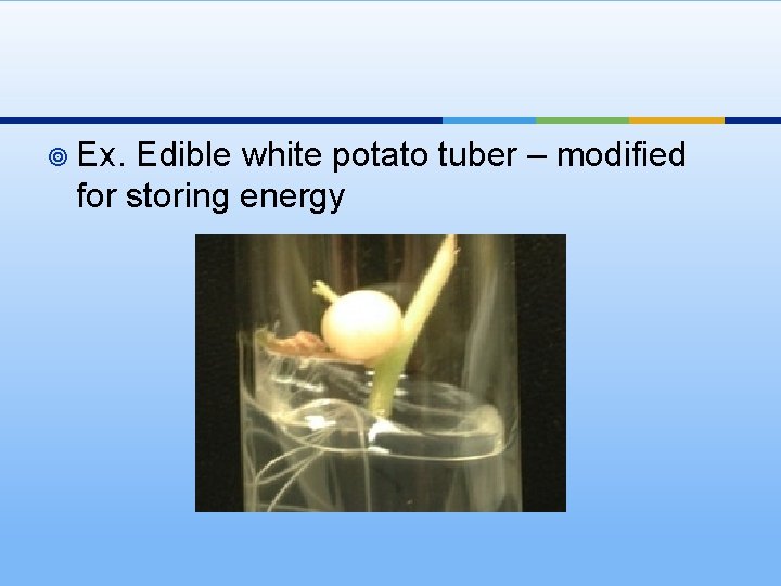 ¥ Ex. Edible white potato tuber – modified for storing energy 