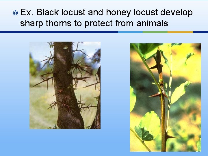 ¥ Ex. Black locust and honey locust develop sharp thorns to protect from animals