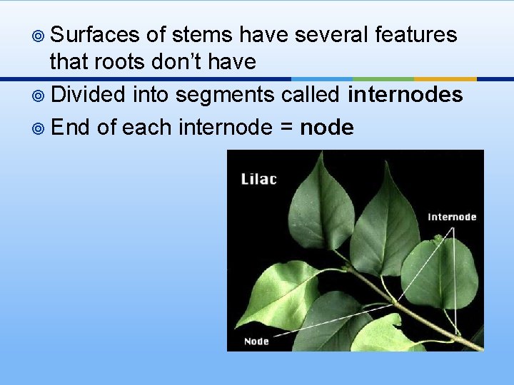 ¥ Surfaces of stems have several features that roots don’t have ¥ Divided into