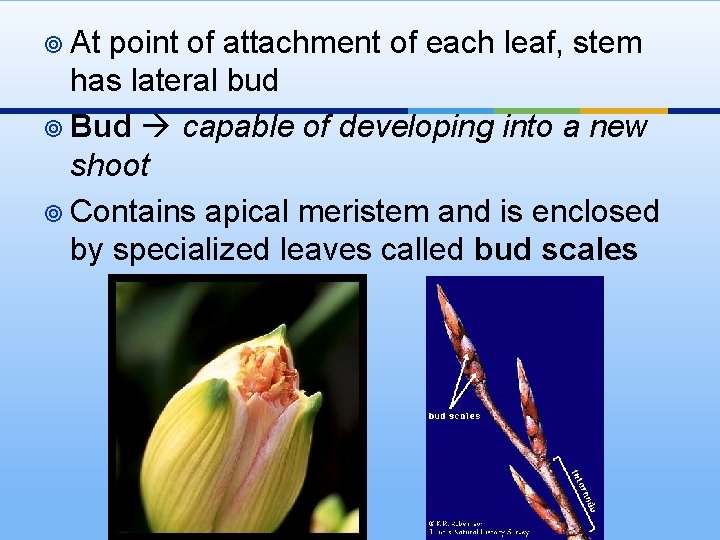 ¥ At point of attachment of each leaf, stem has lateral bud ¥ Bud