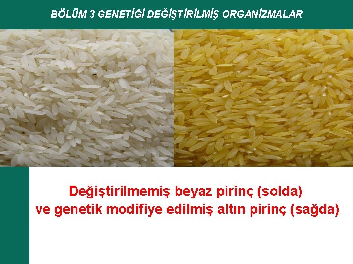 BÖLÜM 3 GENETİĞİ DEĞİŞTİRİLMİŞ ORGANİZMALAR Değiştirilmemiş beyaz pirinç (solda) ve genetik modifiye edilmiş altın