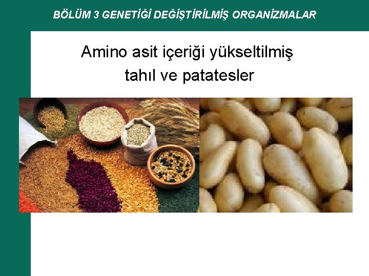 BÖLÜM 3 GENETİĞİ DEĞİŞTİRİLMİŞ ORGANİZMALAR Amino asit içeriği yükseltilmiş tahıl ve patatesler 