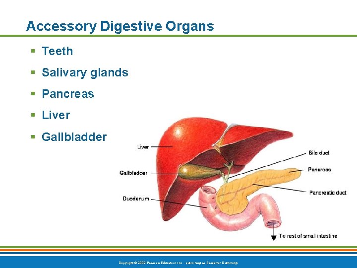 Accessory Digestive Organs § Teeth § Salivary glands § Pancreas § Liver § Gallbladder