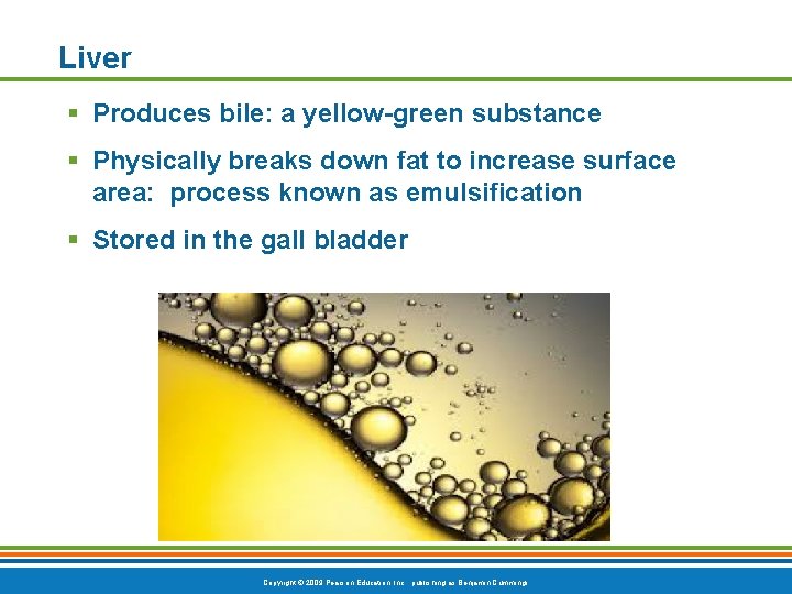 Liver § Produces bile: a yellow-green substance § Physically breaks down fat to increase