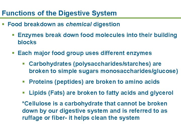 Functions of the Digestive System § Food breakdown as chemical digestion § Enzymes break