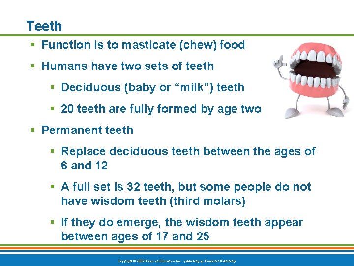 Teeth § Function is to masticate (chew) food § Humans have two sets of