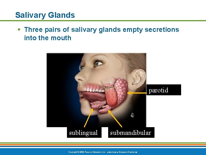 Salivary Glands § Three pairs of salivary glands empty secretions into the mouth parotid