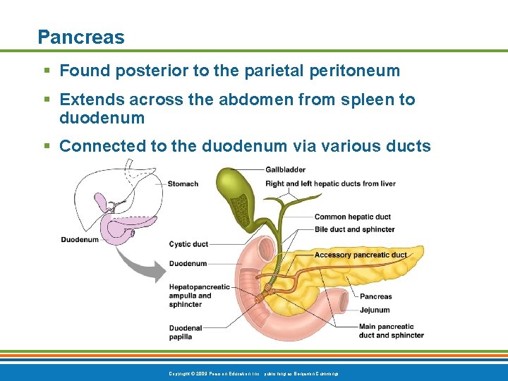 Pancreas § Found posterior to the parietal peritoneum § Extends across the abdomen from