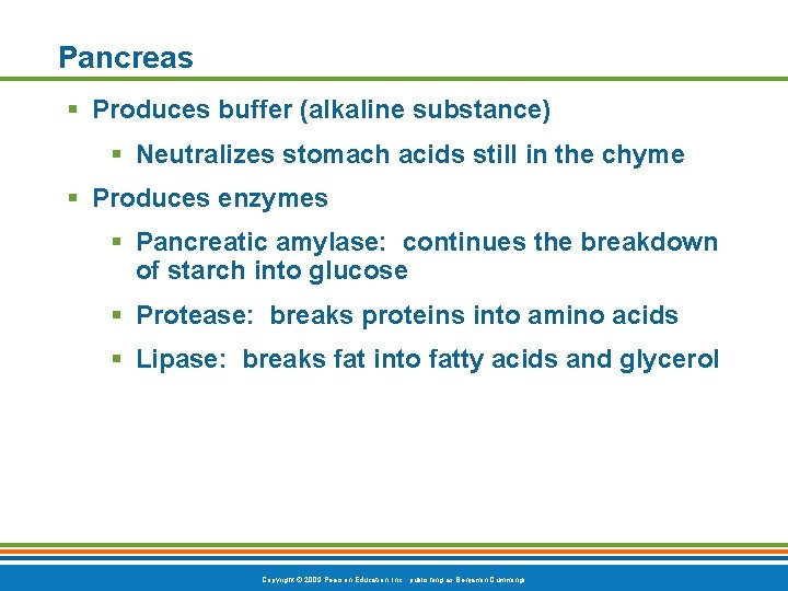 Pancreas § Produces buffer (alkaline substance) § Neutralizes stomach acids still in the chyme