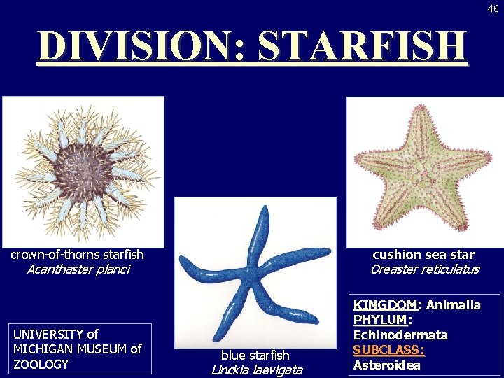 46 DIVISION: STARFISH crown-of-thorns starfish cushion sea star Acanthaster planci UNIVERSITY of MICHIGAN MUSEUM