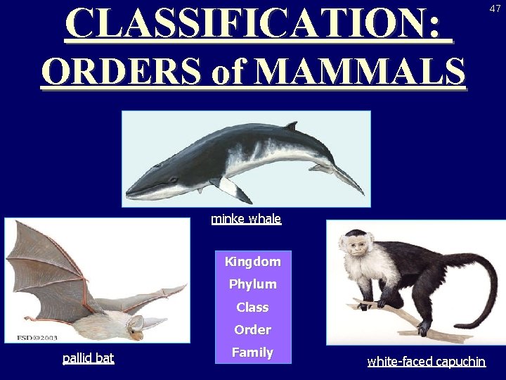 CLASSIFICATION: ORDERS of MAMMALS minke whale Kingdom Phylum Class Order pallid bat Family white-faced