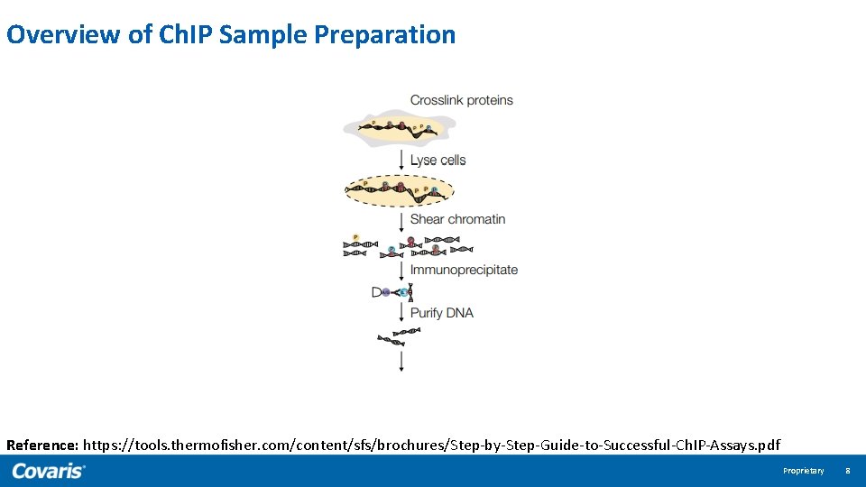 Overview of Ch. IP Sample Preparation Reference: https: //tools. thermofisher. com/content/sfs/brochures/Step-by-Step-Guide-to-Successful-Ch. IP-Assays. pdf Proprietary