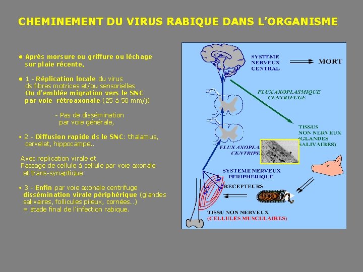  CHEMINEMENT DU VIRUS RABIQUE DANS L’ORGANISME • Après morsure ou griffure ou léchage