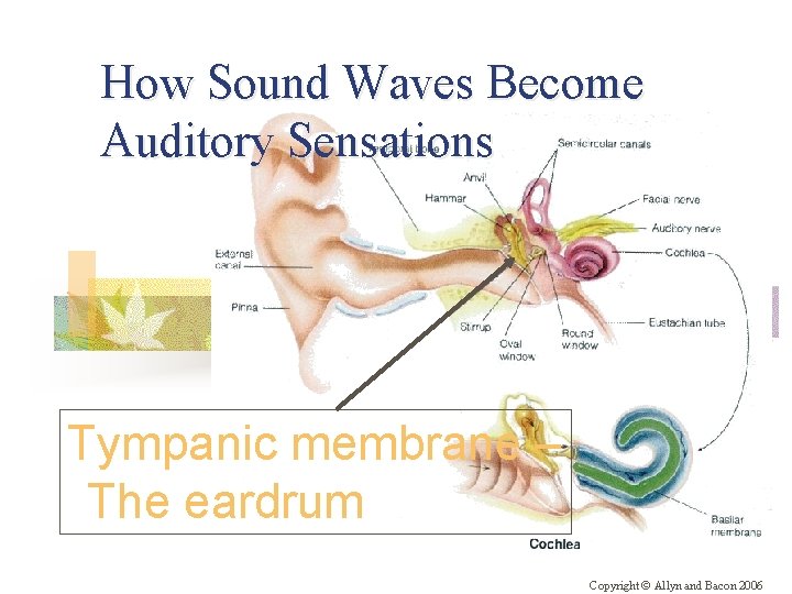How Sound Waves Become Auditory Sensations Tympanic membrane – The eardrum Copyright © Allyn