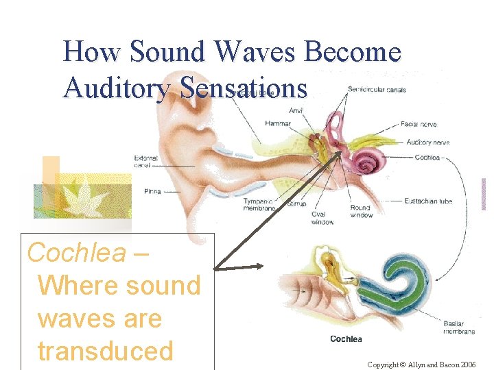 How Sound Waves Become Auditory Sensations Cochlea – Where sound waves are transduced Copyright