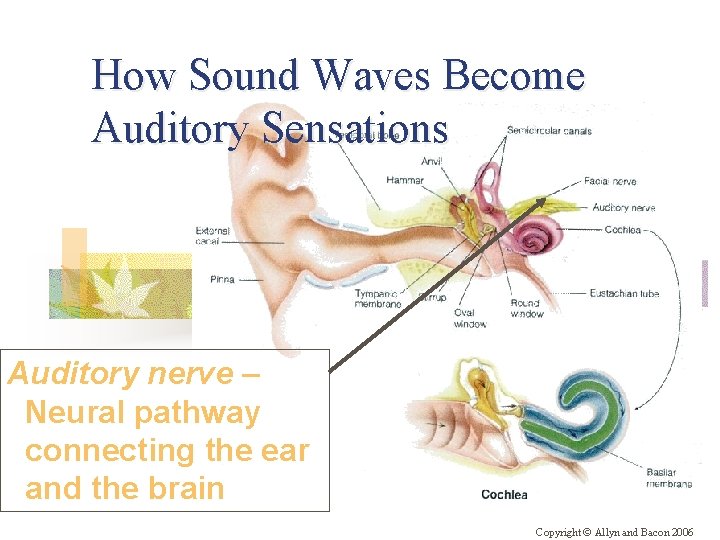 How Sound Waves Become Auditory Sensations Auditory nerve – Neural pathway connecting the ear