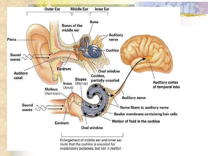 How the Ear Works 