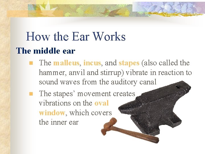 How the Ear Works The middle ear n n The malleus, incus, and stapes