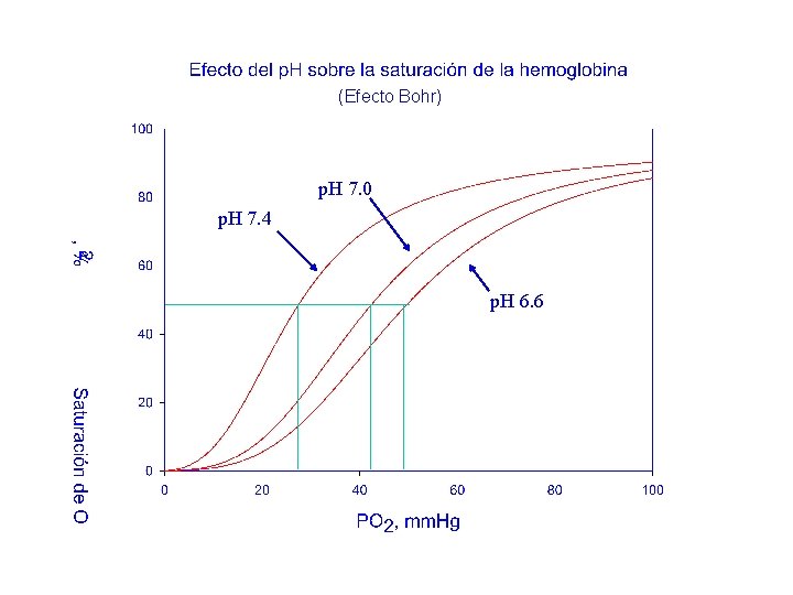 (Efecto Bohr) p. H 7. 0 p. H 7. 4 p. H 6. 6