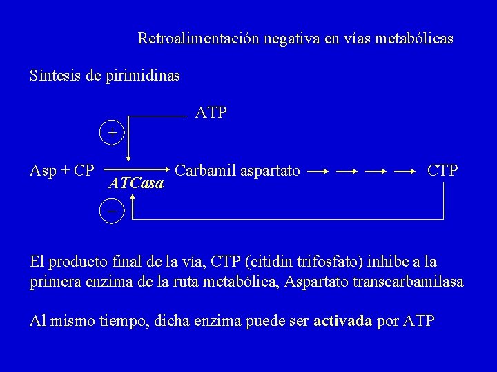Retroalimentación negativa en vías metabólicas Síntesis de pirimidinas ATP + Asp + CP ATCasa