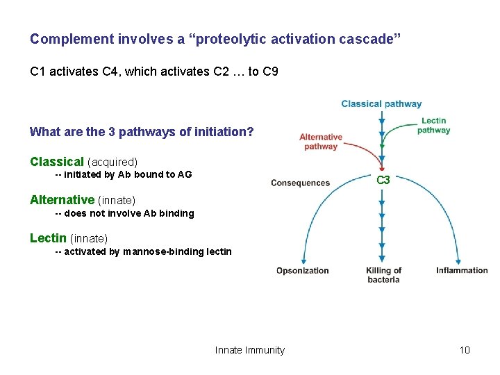 Complement involves a “proteolytic activation cascade” C 1 activates C 4, which activates C