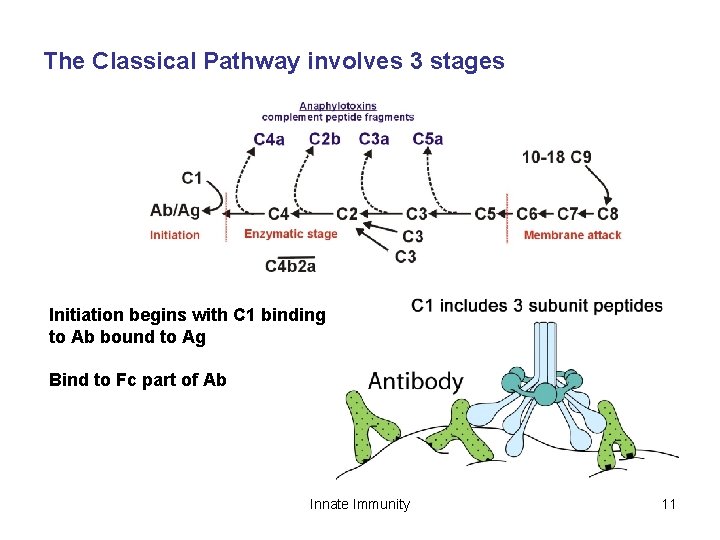 The Classical Pathway involves 3 stages Initiation begins with C 1 binding to Ab