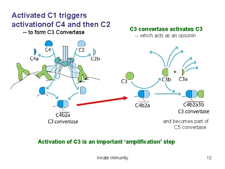 Activated C 1 triggers activationof C 4 and then C 2 -- to form
