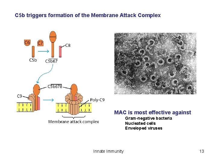 C 5 b triggers formation of the Membrane Attack Complex MAC is most effective