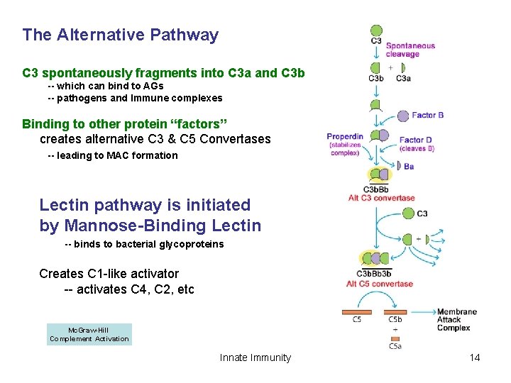 The Alternative Pathway C 3 spontaneously fragments into C 3 a and C 3